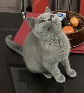 Britanski kratkodlaki mačići