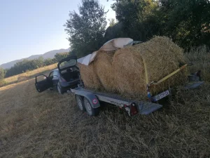 Kupujem Bale sena