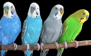 Tigrice ručno hranjene