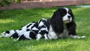 Cavalier King Carls spanijel rezervacija