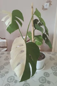 Monstera krupnolisna variegated