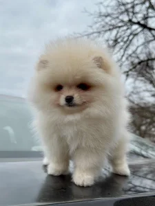 Pomeranci boo