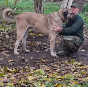 Turski Kangal - Štenad