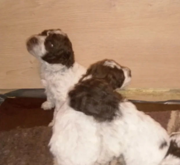 Štenad logatto romagnjolo