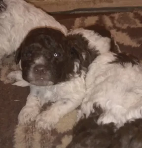 Štenad logatto romagnjolo