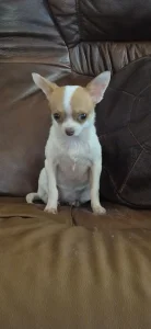 Cihuahua
