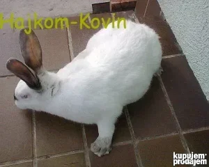 Hajkom kunici-meso / priplod