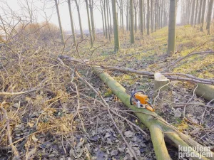 Drvo, trupci Paulovnija