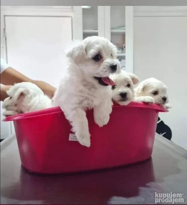 Maltezeri