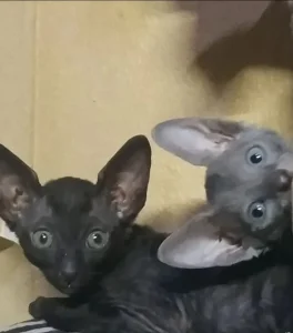 Мачићи корниш рекса,