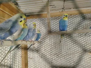 Rainbow tigrice