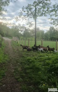 Koze i jarici