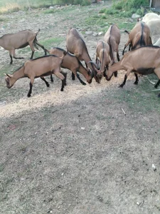 Na prodaju stado alpina