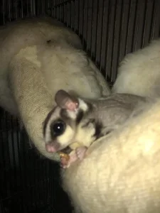 Mladunce letece veverice-zenkica