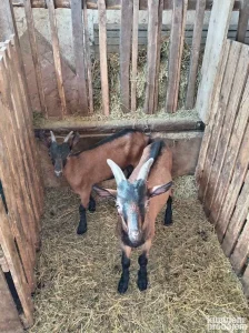 Jare musko i zensko stari 3meseca