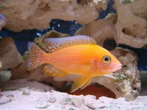 fire fish
