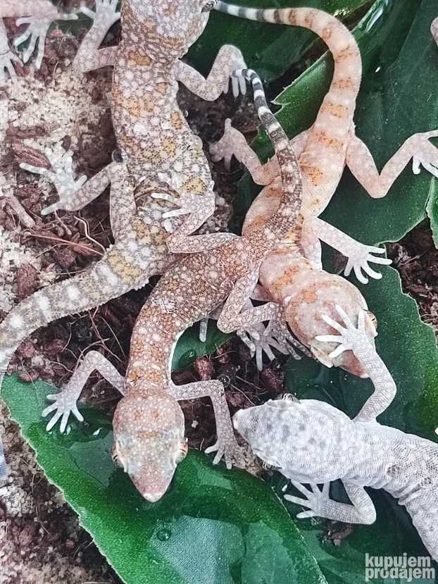 Pustinjski gekon(S.stenodactylus)