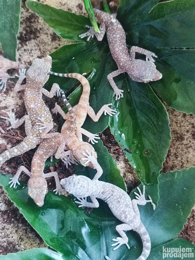 Pustinjski gekon(S.stenodactylus)