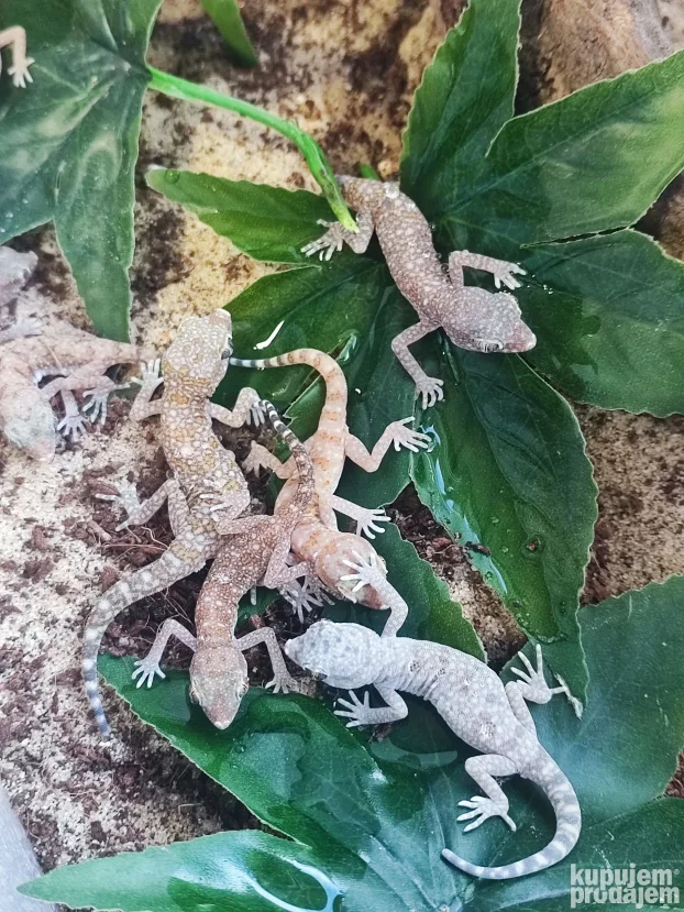 Pustinjski gekon(S.stenodactylus)