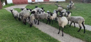 Romanovska umatičena ženska jagnjad