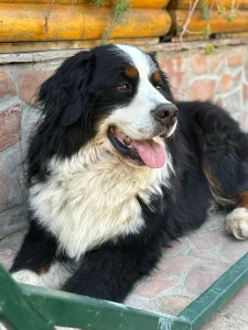 Mužjak bernskog planinskog psa za parenje
