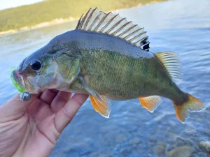 Mikro jig i jig glave  0, 4 do 50 gr. silikonci , metal jig