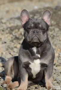 HITNO zenke francuskog buldoga isabella, merle, lilac