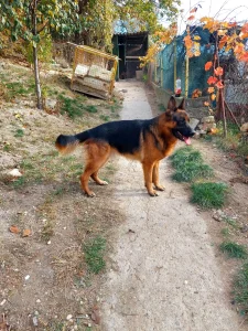 Nemacki ovcar-stenci