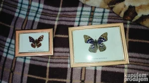 2komada Leptiri u ramu
