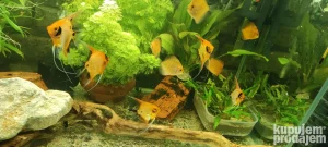 5 skalara i 6 diskusa