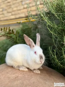 kalifornijski kunići zečevi