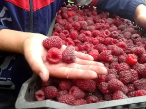 sadnice maline ( Miker i Wilamet )