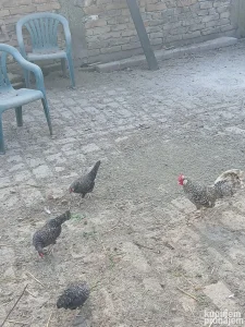 ukrasna zivina