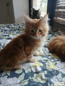 Na prodaju mačići rase Mein coon