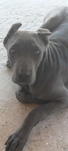 Cane Corso stene