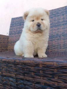 chow-chow,cau cau