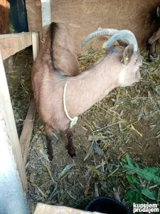 Уматичене козе