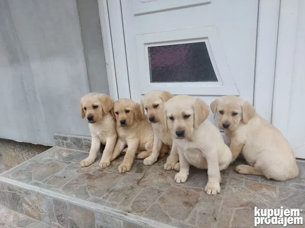 Belo-žuti štenci-labrador retriver