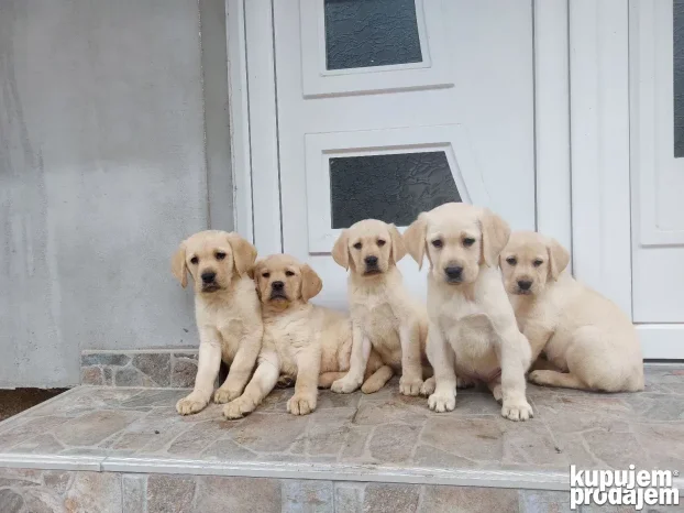 Belo-žuti štenci-labrador retriver