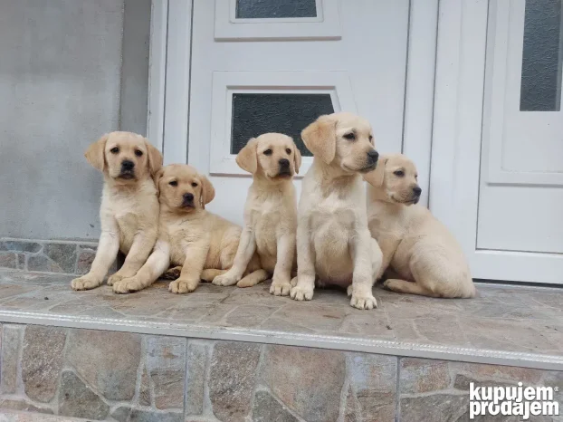 Belo-žuti štenci-labrador retriver