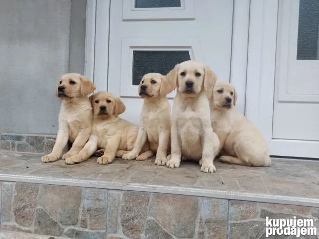 Belo-žuti štenci-labrador retriver
