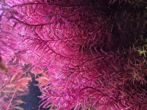 Rotala blood red