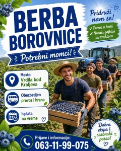 Berba borovnica NOSAČI, pomoc u berbi, nadnicar, Kraljevo