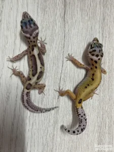 Leopard Gekoni