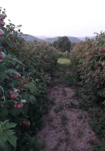 Sadnica Maline i Kupine