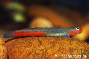 Stiphodon red lipstick