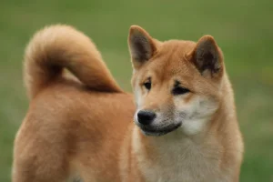 Shiba inu štenad štenci štene