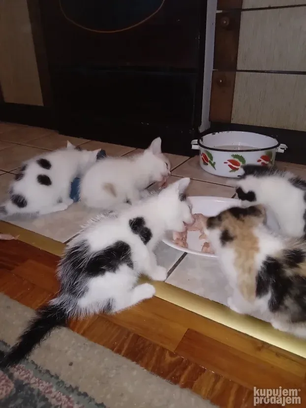 Prodajem domaće mačiće /mace/ mače