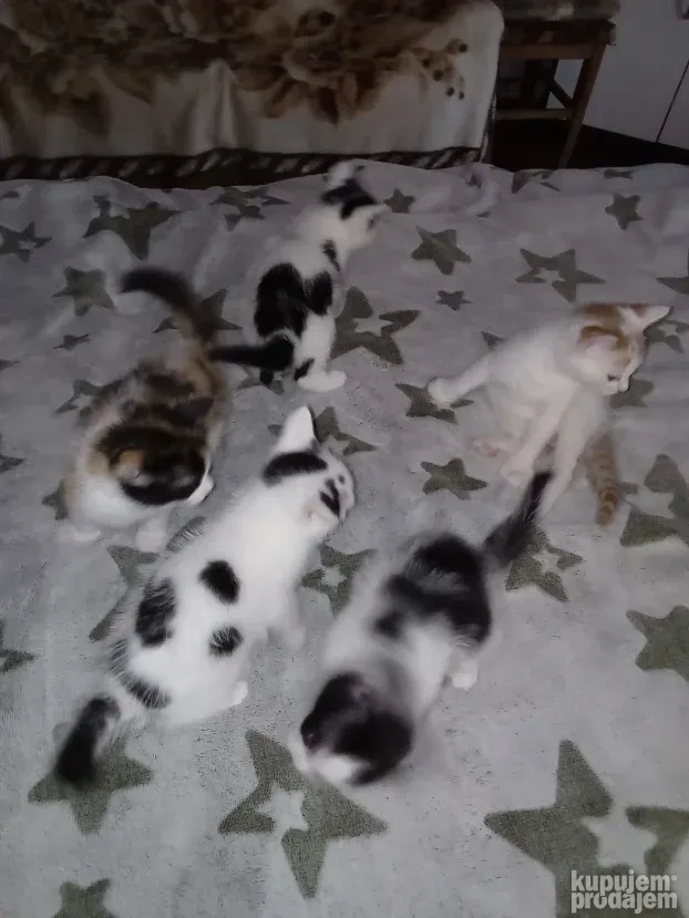 Prodajem domaće mačiće /mace/ mače