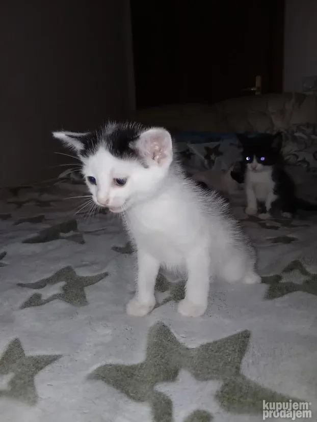 Prodajem domaće mačiće /mace/ mače